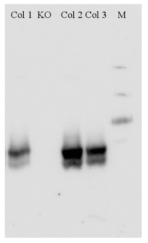 western blot using anti-NRT1.1 antibodies